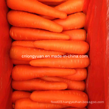 Golden Supplier Chinese Fresh Carrot